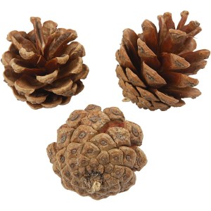 Box of Pine Cones