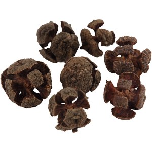 Box of Cypress Cones